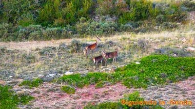 Sierra Alta en Bronchales, que ver en Teruel