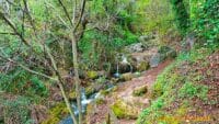 Bosque de Gamueta desde el refugio de Linza 4 NACIMIENTO-RIO-CEREZUELO