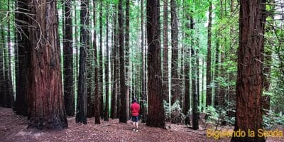 BOSQUE_SECUOYAS_CABEZON_SAL_0
