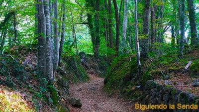 Guía Completa para tu Visita a la Fageda d'en Jordà 16 La Fageda d'en Jordà