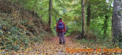 La Magia del Otoño en el Bosque de la Grevolosa. Un Paseo de Cuento de Hadas 28 fageda de la grevolosa
