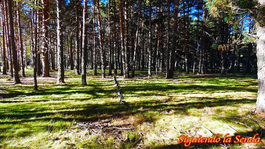 Sumérgete en la Belleza de la Laguna de Noguera: Un Lugar Único 10 Sendero estrecho que bordea la Laguna, con una persona caminando y la vista del agua a través de los árboles.