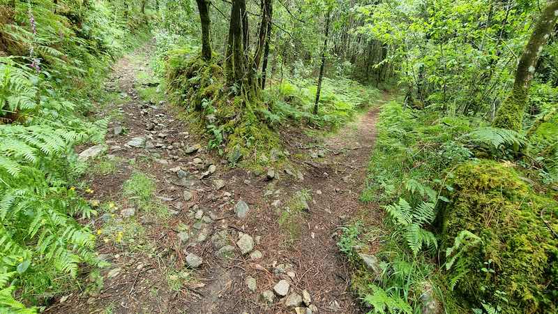 Fervenza de Argalo: La Guía Definitiva para Descubrir la Cascada Escondida de Noia 7 Bifurcación en el camino boscoso; se debe tomar el desvío a la derecha para continuar la ruta.