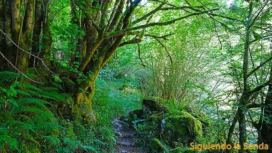Impresionante ejemplar de haya con raíces expuestas junto al camino en la garganta del río Casaño.
