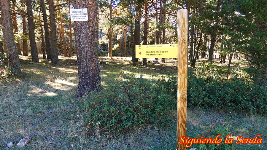 Panel informativo de madera sobre la Ruta Micológica en los bosques de Bronchales, cerca del sendero a Sierra Alta.