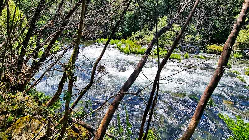Senda del Río Maneses: La Guía Definitiva del Sendero Mágico de Galicia 3 Sendero de tierra bien definido que conforma la Ruta del Río Maneses, bajo un frondoso bosque.