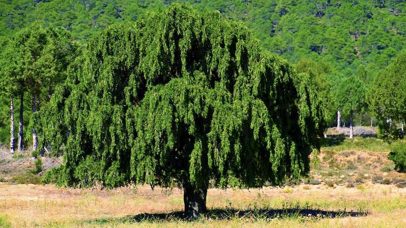 Ruta las Fuentes en Manzanera. Desde la fuente del Gavilán al Balneario el Paraíso 5 La monumental Sabina del Desmayo, un árbol centenario con ramas retorcidas junto al sendero de la Ruta las Fuentes.