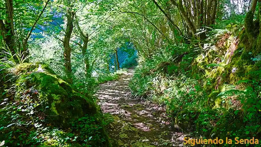 Camino frondoso y sombreado bajo un denso bosque de hayas en la ruta de las Foces del río Casaño.
