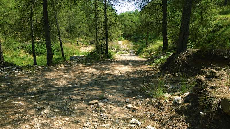 Tramo de sendero con sombra en la ruta al Pozo Negro Parte del sendero de la ruta al Pozo Negro que discurre bajo la sombra de un frondoso bosque de pinos.
