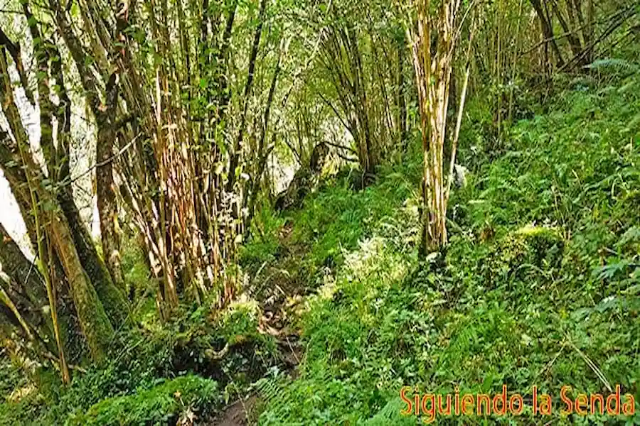Detalle del sendero de las Foces del Casaño con piedras húmedas y barro, indicando la necesidad de precaución.