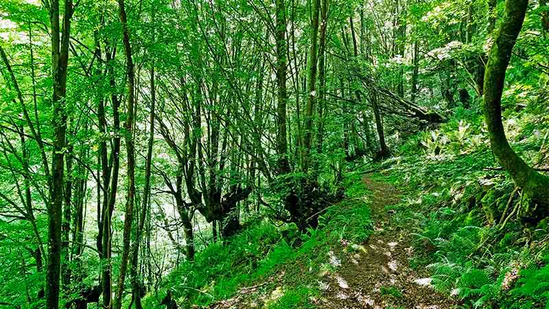 Ruta por el río Irbienza