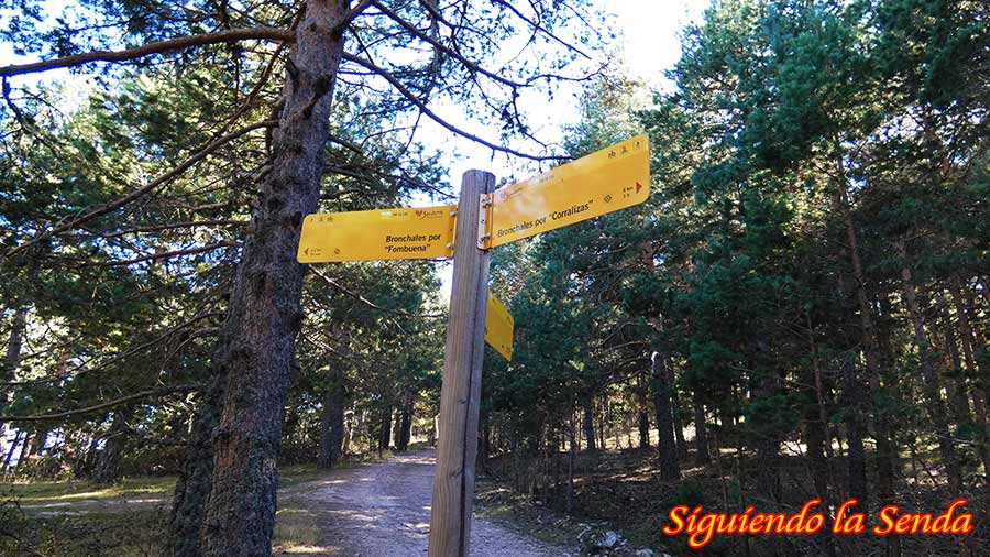 Camino forestal ancho y recto que atraviesa una zona despejada del bosque en la ruta de Sierra Alta.