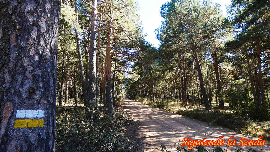 Marcas de pintura blanca y amarilla del sendero PR en el tronco de un pino, guiando el camino hacia Sierra Alta.